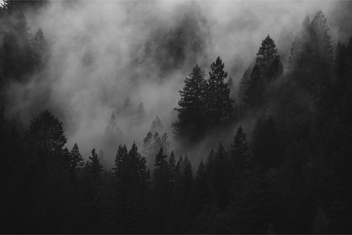 Misty forest landscape